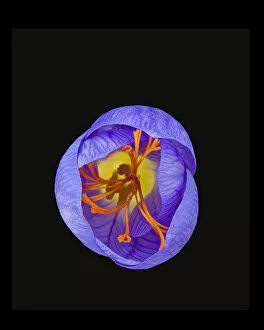 Crocus (Crocus sp) flower from above, closing in evening. Focus stacked