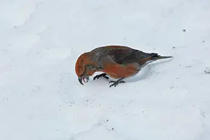 Carduelinae Prints: Crossbill (Loxia curvirostra) male