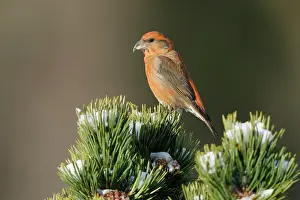 Carduelinae Prints: Crossbill (Loxia curvirostra) male, perched on a Pine tree, Pyrenees, Spain. January