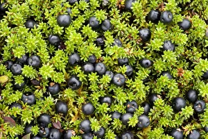 Images Dated 4th September 2008: Crowberry (Empetrum nigrum hermaphroditum) with berries, Sarek National Park, Laponia