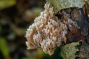 Russulales Prints: Crown coral (Artomyces pyxidatus) fungus growing on decaying wood in forest in autumn