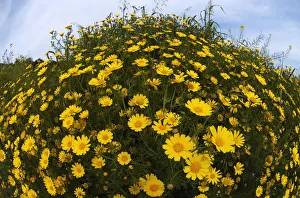 Images Dated 1st April 2009: Crown daisies (Glebionis coronarium) flowering, Cyprus, April 2009