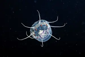 Cryptic Prints: Crown jellyfish (Nausithoe picta) in open ocean at night