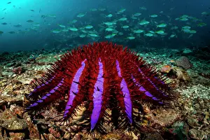 Sea Star Prints: Crown-of-thorns starfish (Acanthaster planci) on the seabed with school of Yellowback fusiliers (Caesio xanthonota)