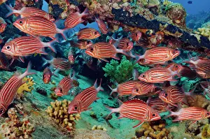 Red Sea Prints: Crown squirrelfish (Sargocentron diadema) shoal sheltering on a coral reef