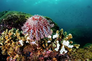 Sea Star Prints: Crown of thorns seastar (Acanthaster planci) feeding on coral on reef