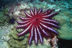 Crown of thorns starfish {Acanthaster planci} Andaman Sea, Thailand