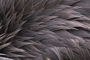 Crowned crane (Balearica regulorum) close-up of feathers, captive