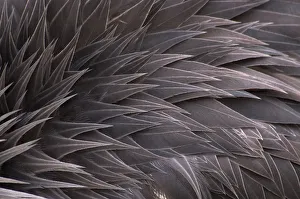 Cranes Prints: Crowned crane (Balearica regulorum) close-up of feathers, captive