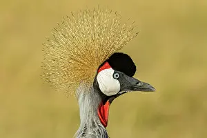 Gruidae Prints: Crowned crane (Balearica regulorum gibbericeps) head portrait