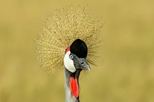 Gruidae Prints: Crowned crane (Balearica regulorum gibbericeps) head portrait