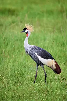 Gruidae Prints: Crowned crane (Balearica regulorum) portrait, Akagera National Park, Rwanda. Endangered