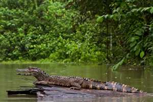 Crowned dwarf caiman (Paleosuchus trigonatus) male resting on a log. Yasuni National Park