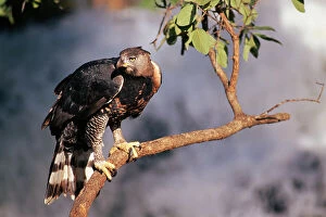 Africa Collection: Crowned hawk eagle (Stephanoaetus coronatus) Zimbabwe. Captive