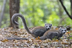 Crowned lemur (Eulemur coronatus) two females on ground in forest, Ankarana NP, Madgascar