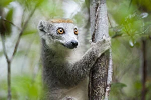 Crowned lemur (Eulemur coronatus) female, east coast of Madagascar