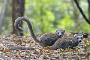 Brown Lemurs Prints: Crowned lemur (Eulemur coronatus) two females on ground in forest, Ankarana NP, Madgascar