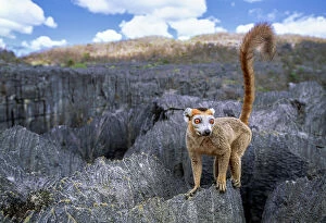 February 2023 Highlights Gallery: Crowned lemur (Eulemur coronatus), male, climbing over limestone karst rock formations (tsingy)