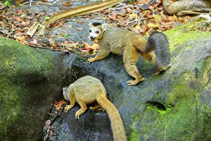 Brown Lemurs Prints: Two Crowned lemurs (Eulemur coronatus) male