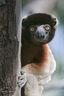 Crowned sifaka (Propithecus coronatus), Katsepy, Madagascar