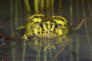 Crucifix toad / Holy cross frog (Notaden bennetti) sitting in shallow water after heavy summer rain, Westmar, Queensland, Australia
