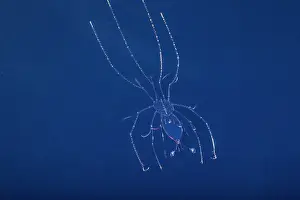 Pelagic Prints: Crustacean (Crustacea sp.) larvae swimming in open sea at night
