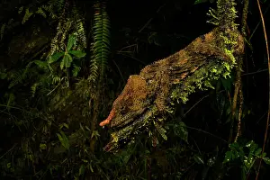Branch Prints: Cryptic chameleon (Calumma crypticum) male resting on a branch at dusk