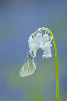 Nectaring Gallery: Cryptic wood white (Leptidea juvernica) nectaring on a flower