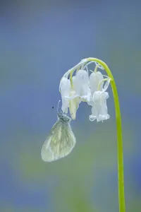 Pieridae Prints: Cryptic wood white (Leptidea juvernica) nectaring on a flower
