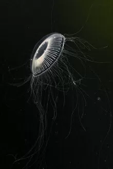 Coelentrerata Collection: Crystal jellyfish (Aequorea victoria) in deep water, Trondheimsfjord, Norway, Atlantic Ocean