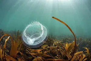 Hydroid Prints: Crystal jellyfish (Aequorea victoria) floating above Golden Kelp forest (Laminaria ochroleuca) Lundy Island