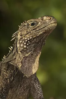 Cuban / Clouded rock iguana (Cyclura nubila), Jardines de la Reina / Gardens of the Queen