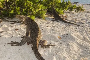 Cuban / Clouded rock iguanas (Cyclura nubila), on beach