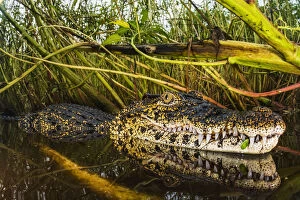 2019 April Highlights Gallery: Cuban crocodile (Crocodylus rhombifer) in a cenote in Cienaga de Zapata National Park