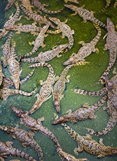 Cuban crocodiles (Crocodylus rhombifer) photographed on a crocodile farm started Cuban crocodiles (Crocodylus rhombifer) photographed on a crocodile farm started