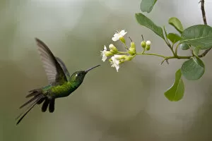 Cuban emerald hummingbird (Chlorostilbon ricordii) Guanahacabibes Peninsula National Park
