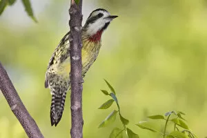 Cuban green woodpecker (Xiphidiopicus percussus), Guanahacabibes Peninsula National Park