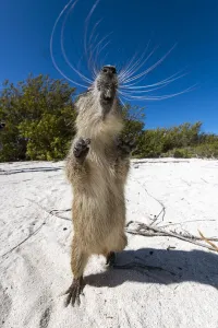 Cuban hutia (Capromys pilorides) stands up on its back legs on a tropical beach