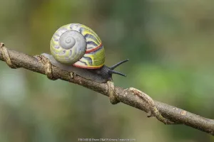 Eupulmonata Prints: Cuban tree snail ( Polymita sulphurosa) collected near Moa, Cuba, Endangered