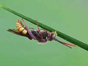 Coloured Background Prints: Cuckoo bee (Nomada flava) sleeping with mandibles clamped onto grass stem