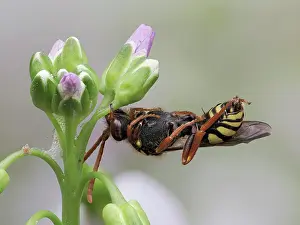 Mustard Prints: Cuckoo bee (Nomada goodeniana) roosting