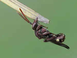 Apidae Prints: Cuckoo bee (Nomada ruficornis) roosting clamped on to tip of grass with mandibles