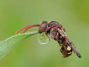Liquids Prints: Cuckoo bee (Nomada ruficornis) roosting with its mandibles locked onto the end of a blade of grass