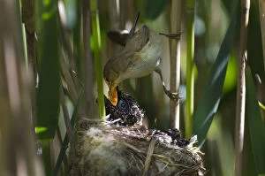 Cuckoo (Cuculus canorus) 12 day chick in Reed Warbler nest (Acrocephalus scirpaceus)