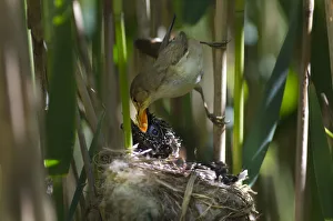 Prints of Cuckoo (Cuculus canorus) 12 day chick in Reed Warbler nest (Acrocephalus scirpaceus) fed by Reed warbler, Fenland, Norfolk, UK, May 2020VISION Prints: Cuckoo (Cuculus canorus) 12 day chick in Reed Warbler nest (Acrocephalus scirpaceus)