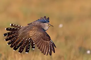 Cuculiformes Prints: Cuckoo (Cuculus canorus) in flight, Kuhmo, Finland. June