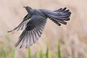 Germany Gallery: Cuckoo (Cuculus canorus) in flight, Germany, April. May