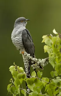 2021 February Highlights Gallery: Cuckoo (Cuculus canorus) perched on a branch. Thursley Common, Surrey, UK, May