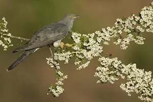 2020 February Highlights Collection: Cuckoo (Cuculus canorus) perched on Hawthorn blossom, Surrey, England, May