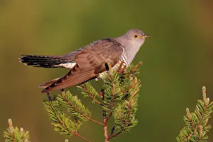 Cuculiformes Prints: Cuckoo (Cuculus canorus) perched in tree top, Kuhmo, Finland. June